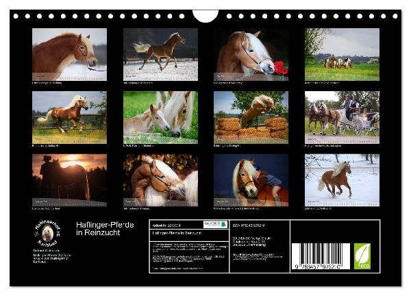 Haflinger-Pferde in Reinzucht (Wandkalender 2026 DIN A4 quer), CALVENDO Monatskalender