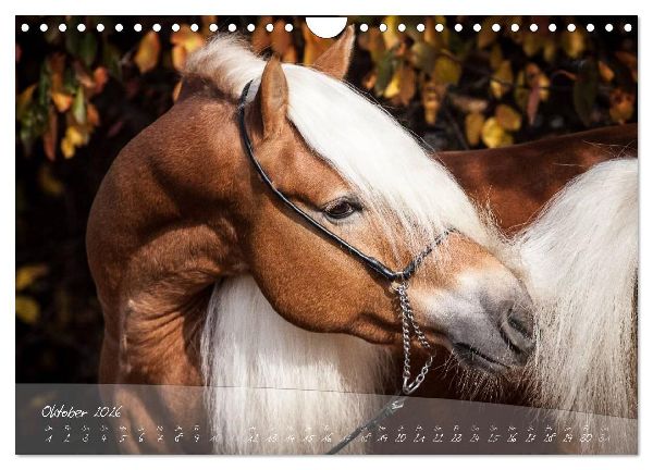 Haflinger-Pferde in Reinzucht (Wandkalender 2026 DIN A4 quer), CALVENDO Monatskalender
