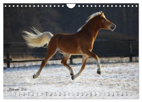 Haflinger-Pferde in Reinzucht (Wandkalender 2026 DIN A4 quer), CALVENDO Monatskalender