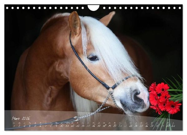 Haflinger-Pferde in Reinzucht (Wandkalender 2026 DIN A4 quer), CALVENDO Monatskalender