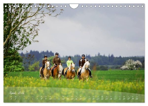 Haflinger-Pferde in Reinzucht (Wandkalender 2026 DIN A4 quer), CALVENDO Monatskalender