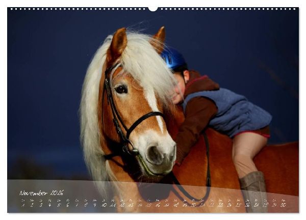 Haflinger-Pferde in Reinzucht (hochwertiger Premium Wandkalender 2026 DIN A2 quer), Kunstdruck in Hochglanz