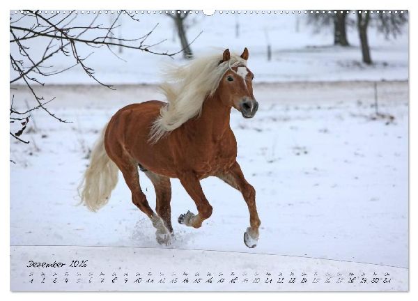 Haflinger-Pferde in Reinzucht (hochwertiger Premium Wandkalender 2026 DIN A2 quer), Kunstdruck in Hochglanz