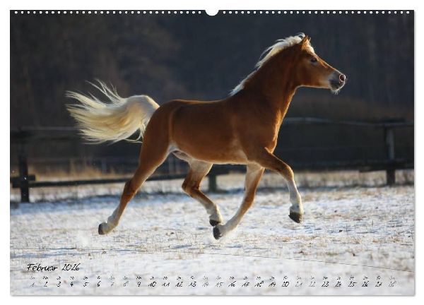 Haflinger-Pferde in Reinzucht (hochwertiger Premium Wandkalender 2026 DIN A2 quer), Kunstdruck in Hochglanz