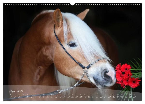 Haflinger-Pferde in Reinzucht (hochwertiger Premium Wandkalender 2026 DIN A2 quer), Kunstdruck in Hochglanz