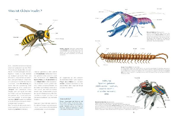 Insekten - Kleine Lebewesen, große Vielfalt