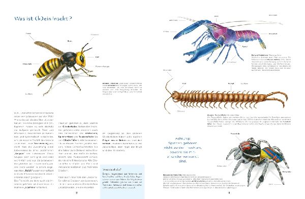 Insekten - Kleine Lebewesen, große Vielfalt