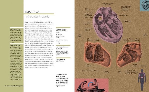 Anatomie in 30 Sekunden