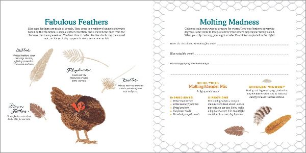 My Chicken Family