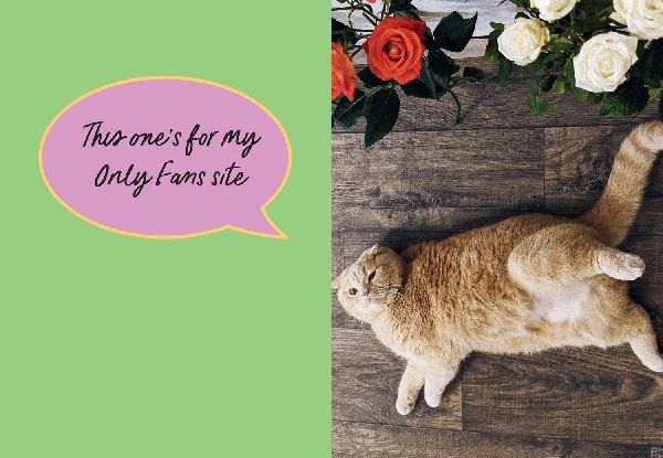 Sweary Cats