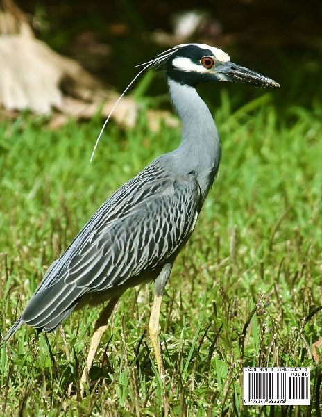 Henrik the Heron