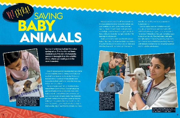 Wild Vet Adventures