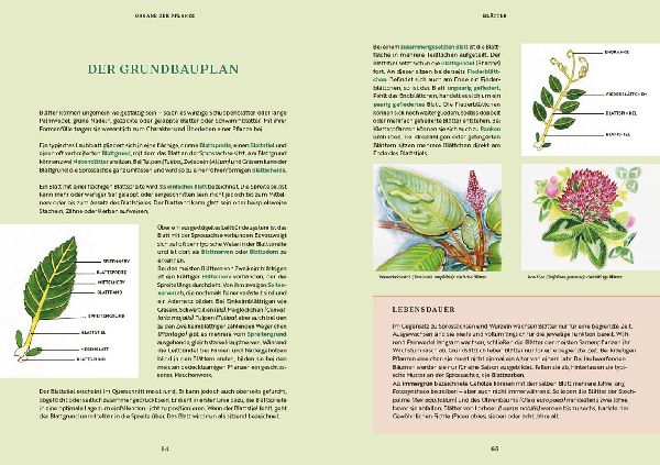 Gartenbotanik