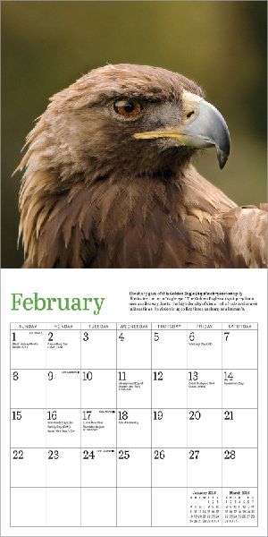 Audubon Eagles Mini Wall Calendar 2026