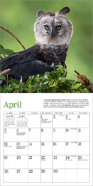 Audubon Eagles Mini Wall Calendar 2026