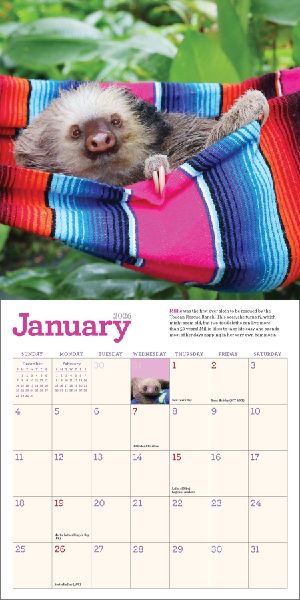Original Sloths Mini Wall Calendar 2026