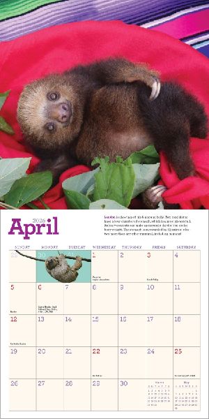 Original Sloths Mini Wall Calendar 2026