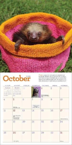 Original Sloths Mini Wall Calendar 2026