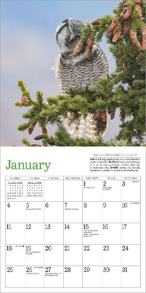 Audubon Little Owls Mini Wall Calendar 2026