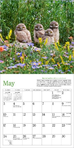 Audubon Little Owls Mini Wall Calendar 2026
