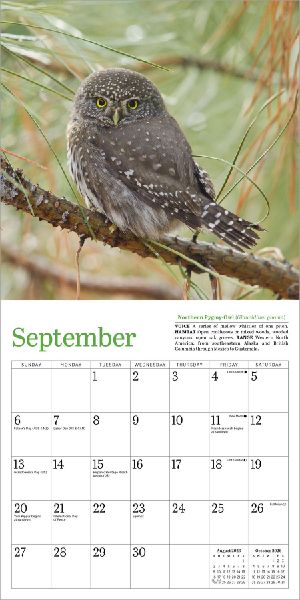Audubon Little Owls Mini Wall Calendar 2026