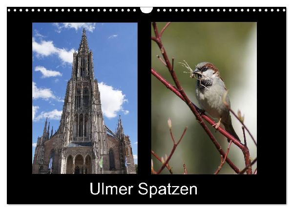 Ulmer Spatzen (Wandkalender 2026 DIN A3 quer), CALVENDO Monats...
