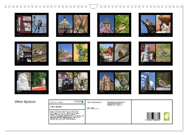 Ulmer Spatzen (Wandkalender 2026 DIN A3 quer), CALVENDO Monatskalender