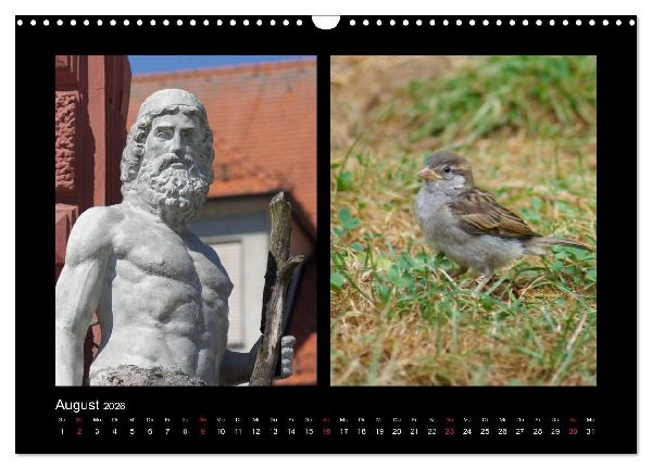 Ulmer Spatzen (Wandkalender 2026 DIN A3 quer), CALVENDO Monatskalender