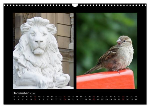 Ulmer Spatzen (Wandkalender 2026 DIN A3 quer), CALVENDO Monatskalender