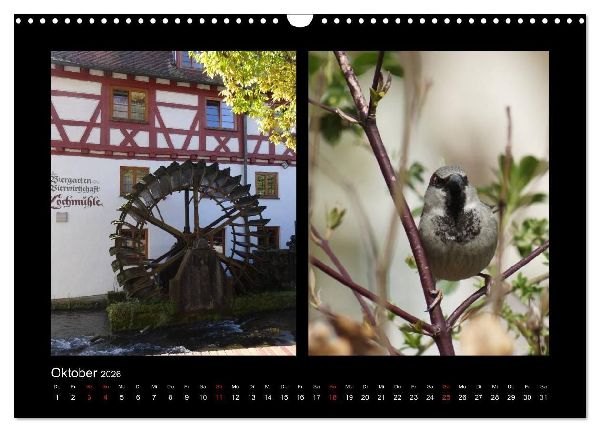 Ulmer Spatzen (Wandkalender 2026 DIN A3 quer), CALVENDO Monatskalender