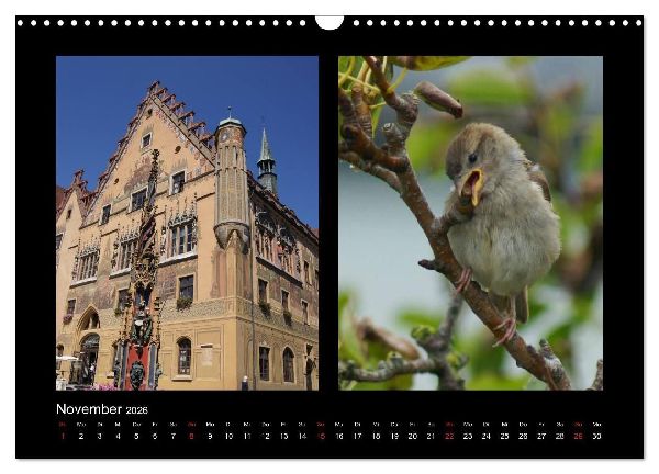 Ulmer Spatzen (Wandkalender 2026 DIN A3 quer), CALVENDO Monatskalender