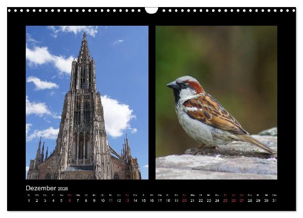 Ulmer Spatzen (Wandkalender 2026 DIN A3 quer), CALVENDO Monatskalender