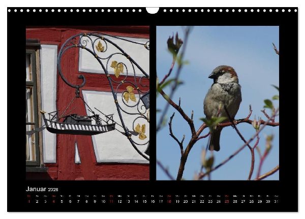 Ulmer Spatzen (Wandkalender 2026 DIN A3 quer), CALVENDO Monatskalender