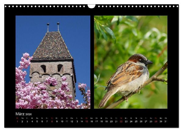 Ulmer Spatzen (Wandkalender 2026 DIN A3 quer), CALVENDO Monatskalender