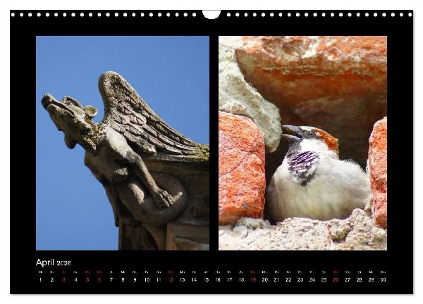 Ulmer Spatzen (Wandkalender 2026 DIN A3 quer), CALVENDO Monatskalender