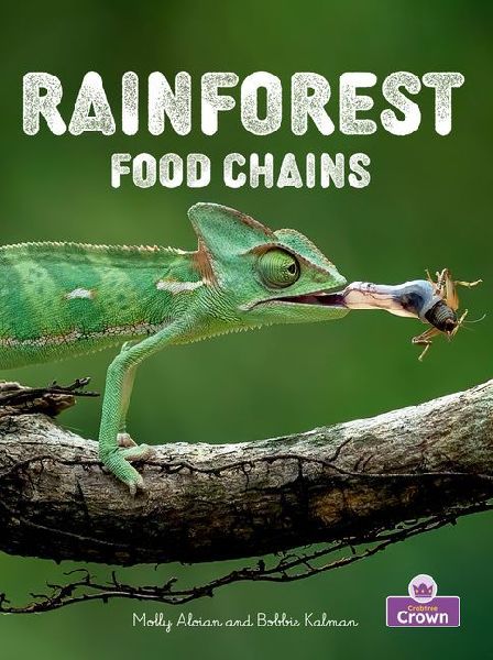 Rainforest Food Chains