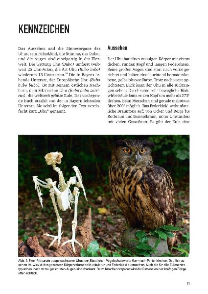 Der Uhu in Bayern