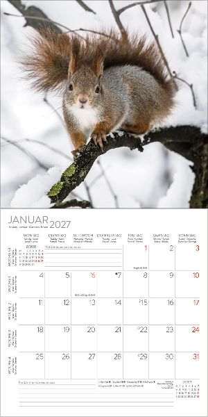 Eichhörnchen 2027