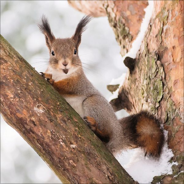 Eichhörnchen 2027