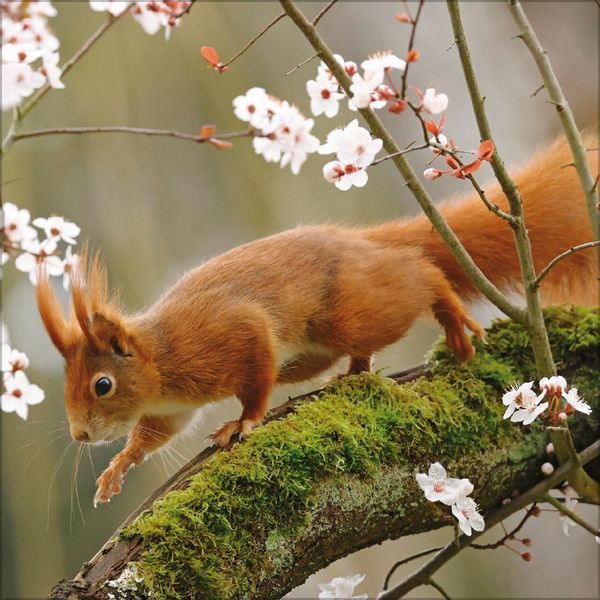 Eichhörnchen 2027