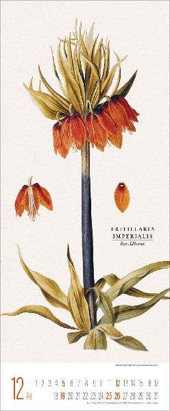 Botanicum 2027