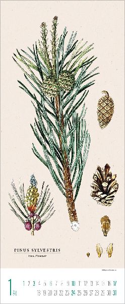 Botanicum 2027