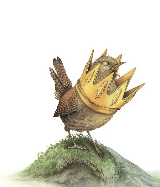 Der Zaunkönig