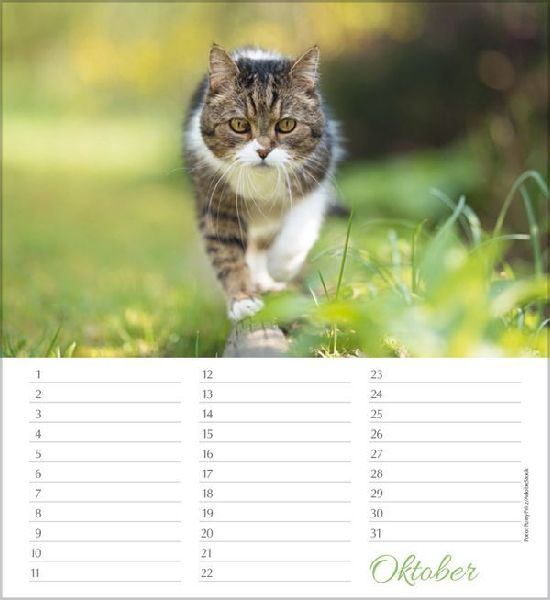 Geburtstagskalender Katzen