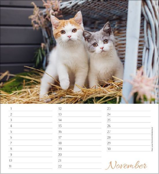 Geburtstagskalender Katzen