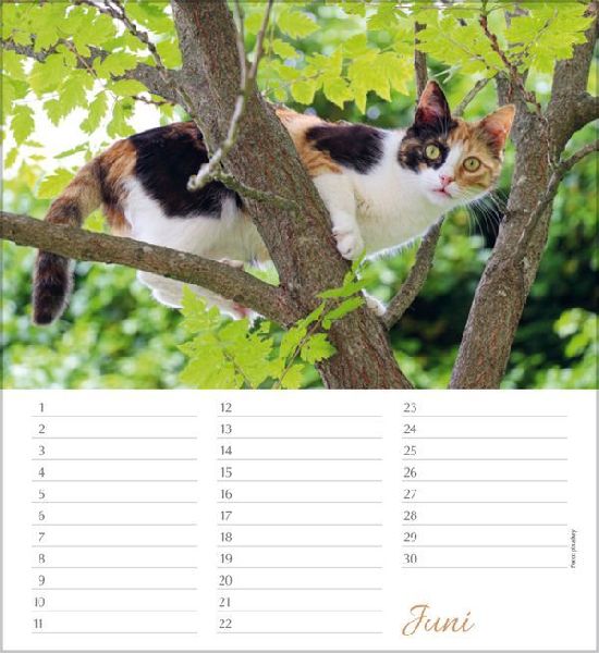 Geburtstagskalender Katzen