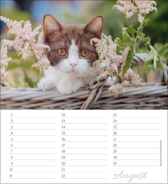 Geburtstagskalender Katzen