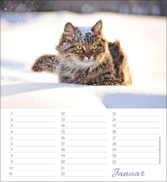 Geburtstagskalender Katzen