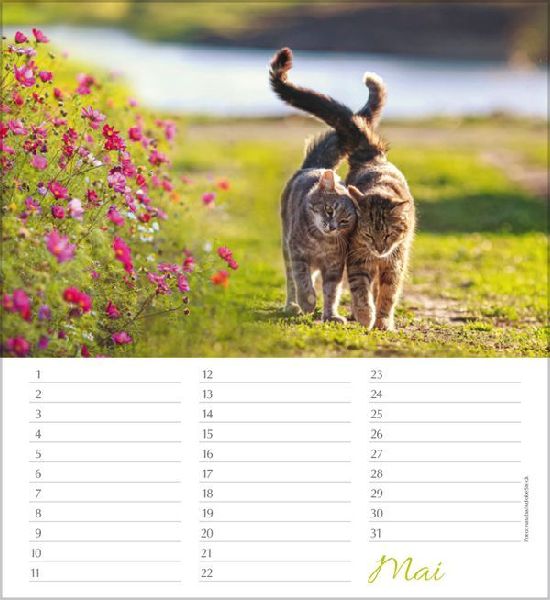 Geburtstagskalender Katzen
