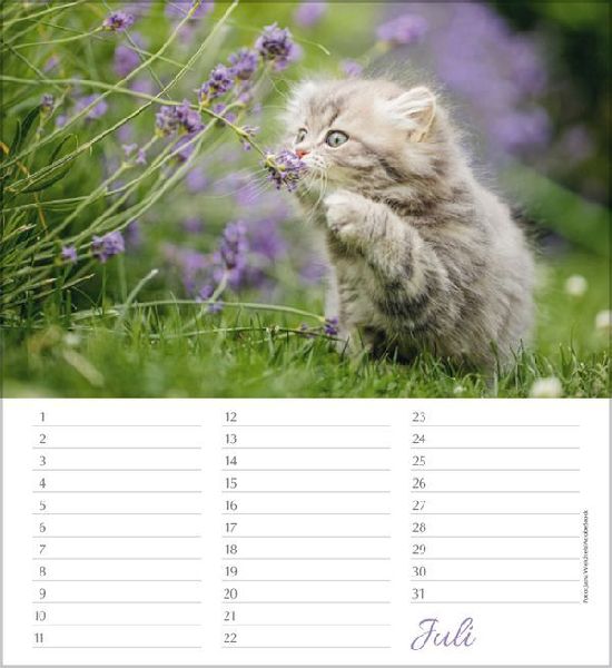 Geburtstagskalender Katzen